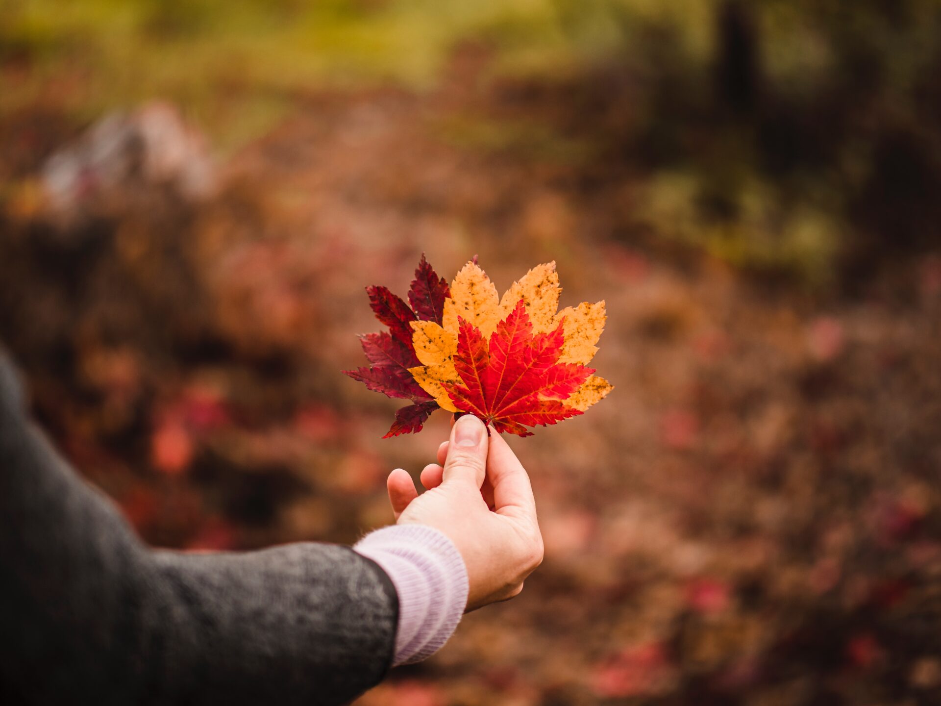 A woman's hand holding a red and yellow maple leaf.