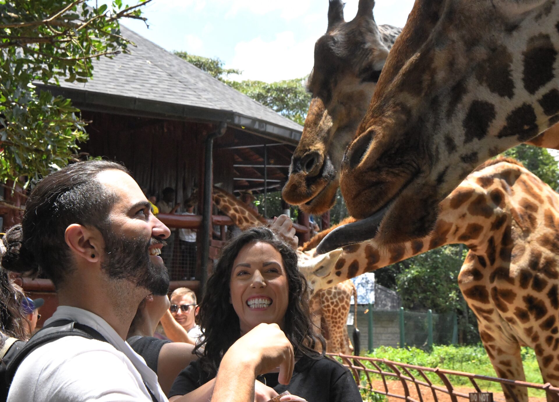 A man and a woman feeding giraffes at a zoo.